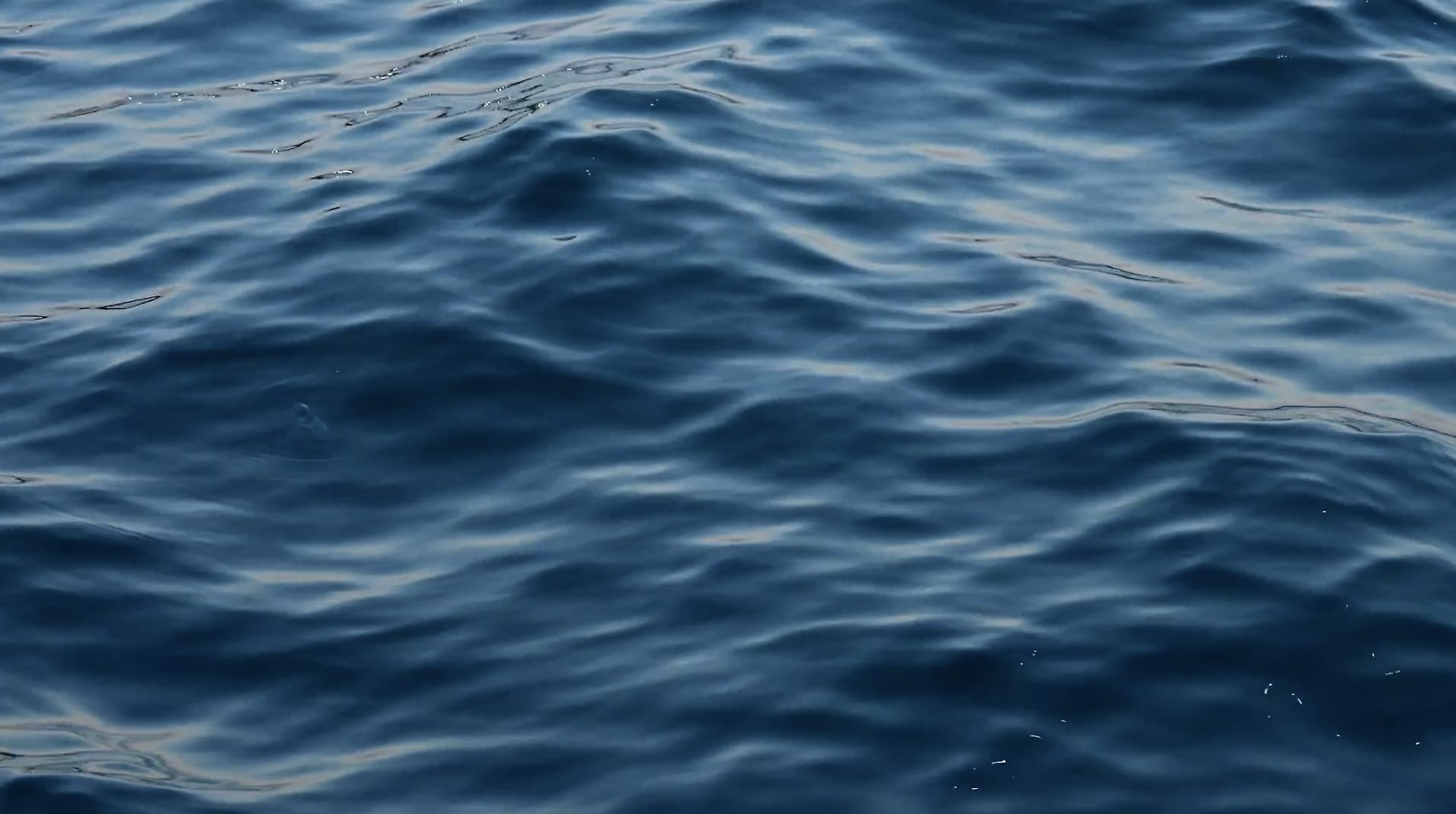 mare